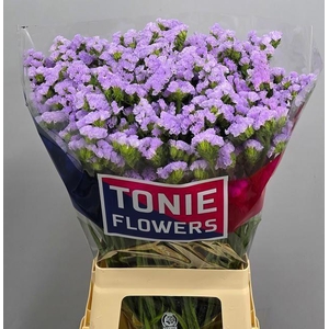 LIMONIUM SINUATUM 'TONIE LAVENDER'