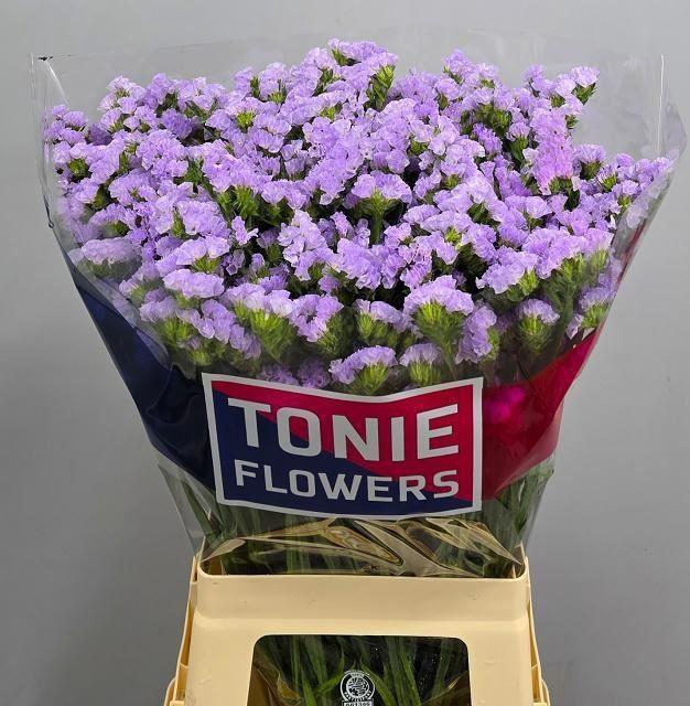 <h4>LIMONIUM SINUATUM 'TONIE LAVENDER'</h4>