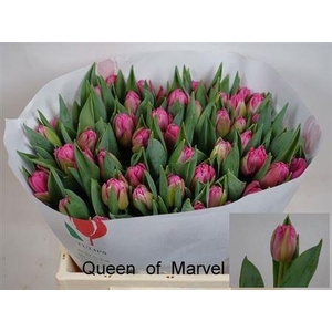 Tu Du Queen Of Marvel