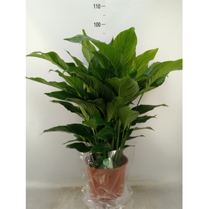Spathiphyllum  'Sweet Lauretta'