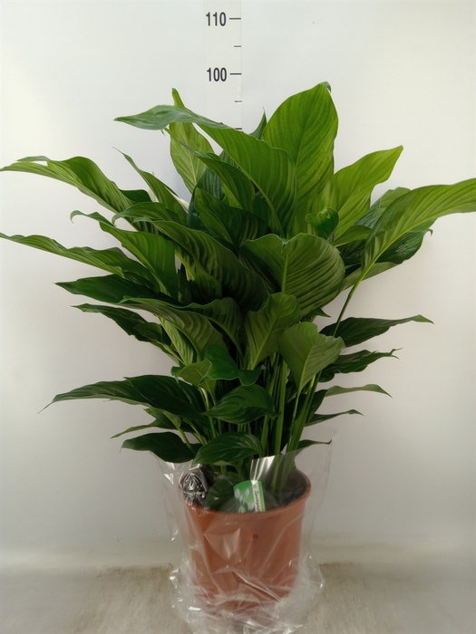 <h4>Spathiphyllum  'Sweet Lauretta'</h4>