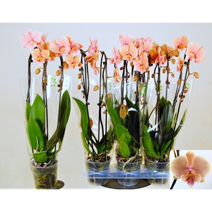PHAL EL CASCADE