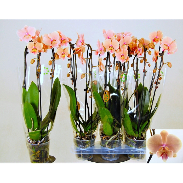 <h4>PHAL EL CASCADE</h4>