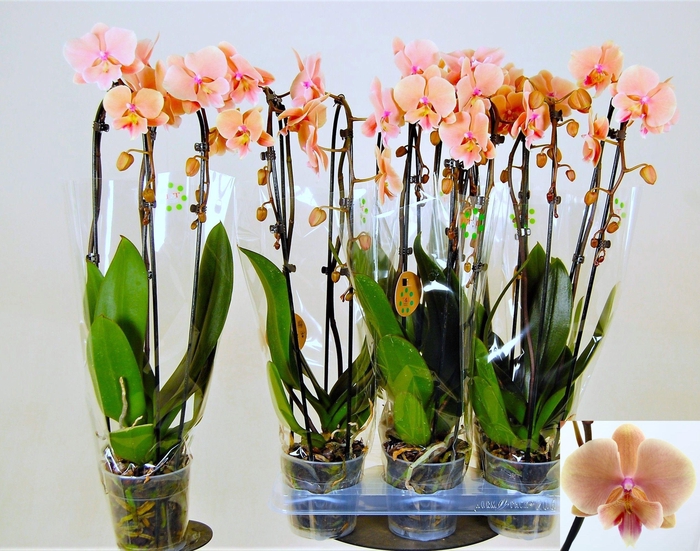 PHAL EL CASCADE