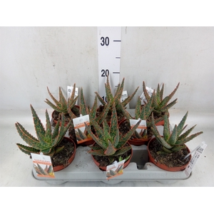 Aloe   ...