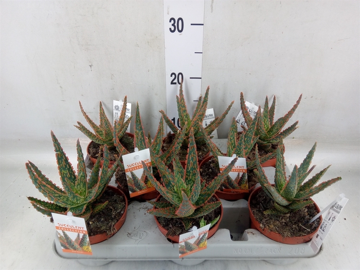 <h4>Aloe   ...</h4>