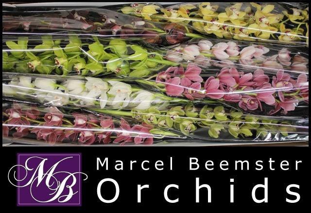 <h4>CYMB MI GEM</h4>