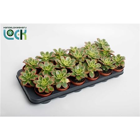<h4>Aeonium Tricolor ('kiwi')</h4>