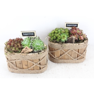 arr4 Semp JS - Hout ovaal touw 335/4