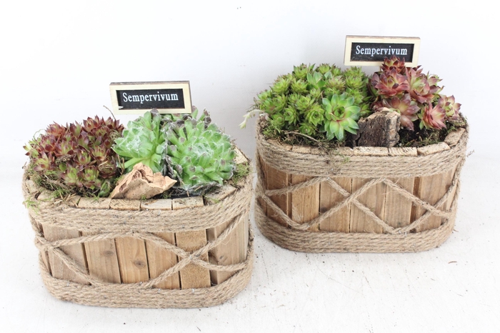 <h4>arr4 Semp JS - Hout ovaal touw 335/4</h4>