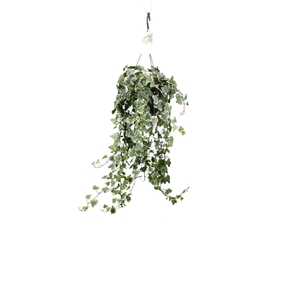 Hedera helix White Wonder - hang/XXL
