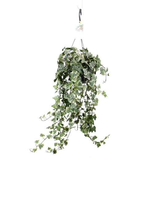 <h4>Hedera helix White Wonder - hang/XXL</h4>