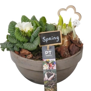 PTBM3875 Arrangement Flower Bulbs Mix in terracotta schaal