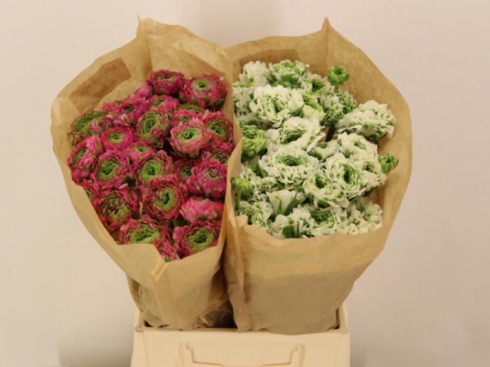 <h4>RAN GEM IN FUST</h4>