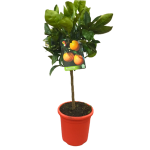 Citrus sinensis