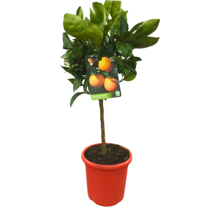 <h4>Citrus sinensis</h4>