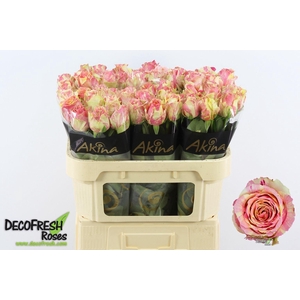 ROSA GR 'FIESTA'