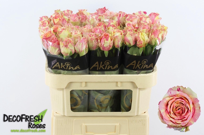 <h4>Rosa GR 'Fiesta'</h4>