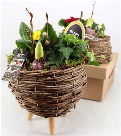<h4>Arr Tuinplanten</h4>