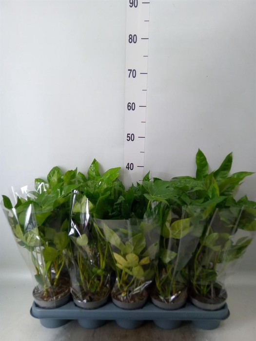 <h4>Fatsia japonica   ...</h4>