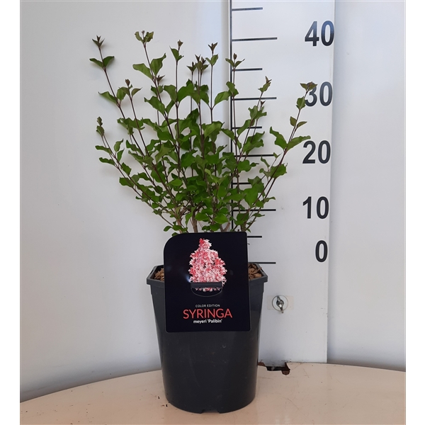 <h4>Syringa Meyeri Palibin</h4>