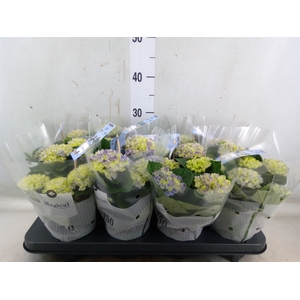 Hydrangea mac. 'Magical Revolution'