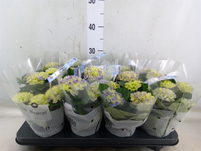 <h4>Hydrangea mac. 'Magical Revolution'</h4>