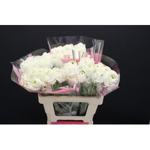 Ran Rom Montenvers 60cm