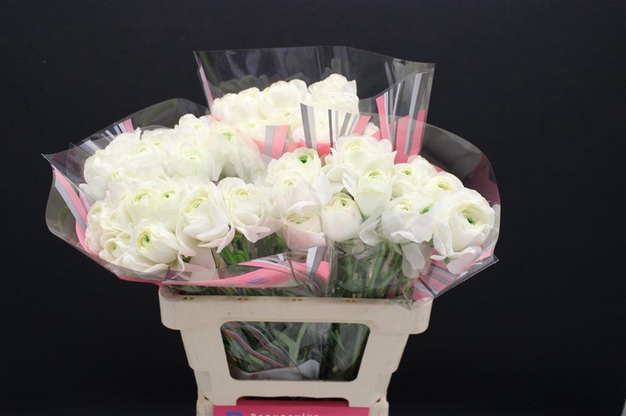 <h4>Ran Rom Montenvers 60cm</h4>