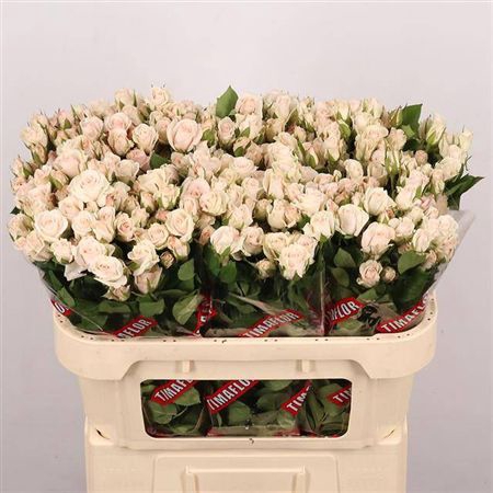 <h4>R Tr Royal Porcelina</h4>