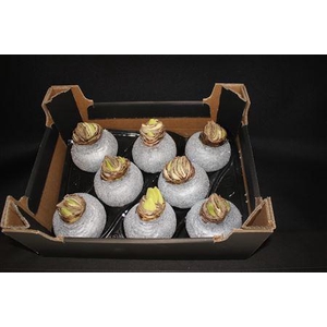 Amaryllis Bol Zilver Glitter