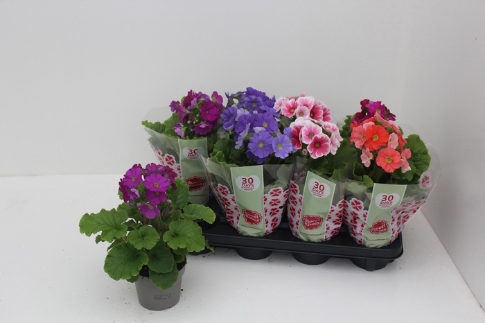 <h4>PRIM OB SWEETK A GEM</h4>