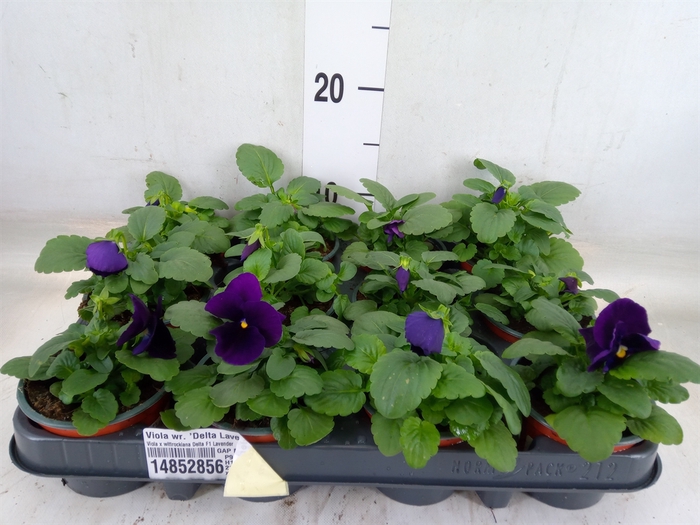 <h4>Viola wr. 'Delta Lavender'</h4>