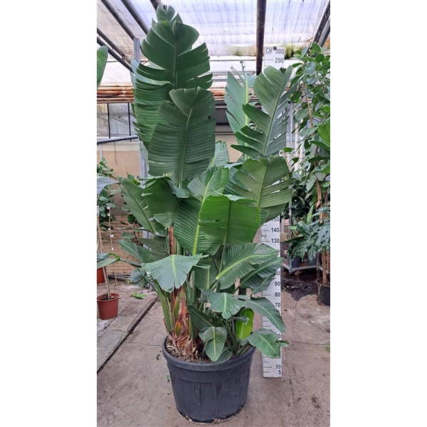 <h4>Strelitzia Nicolai bush XXL 300</h4>