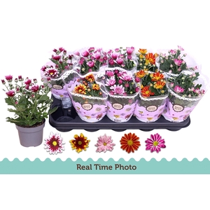 CHRYS GEM 2 KL BLOEM