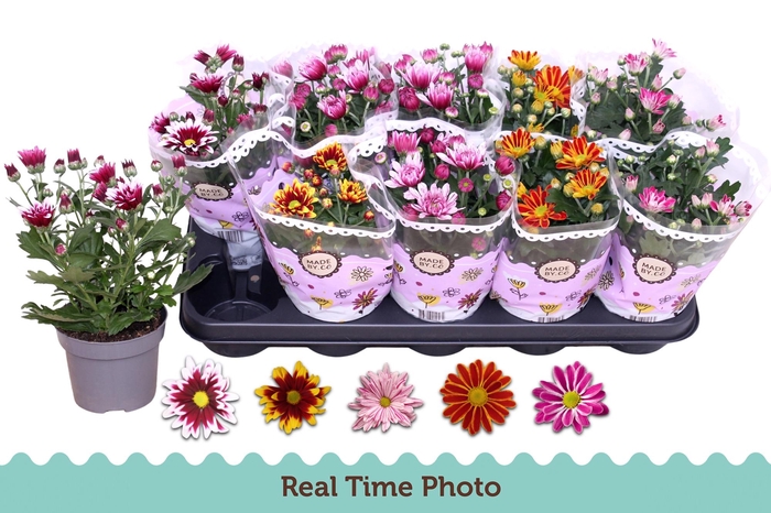 <h4>CHRYS GEM 2 KL BLOEM</h4>