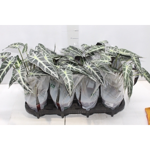 ALOCASIA PICOLLINI P12