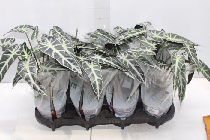 <h4>ALOCASIA PICOLLINI P12</h4>