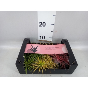 Tillandsia ionantha