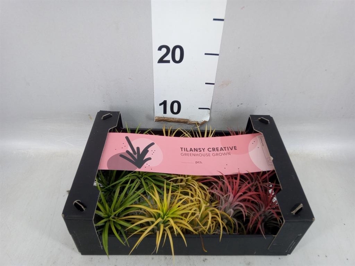 <h4>Tillandsia ionantha</h4>