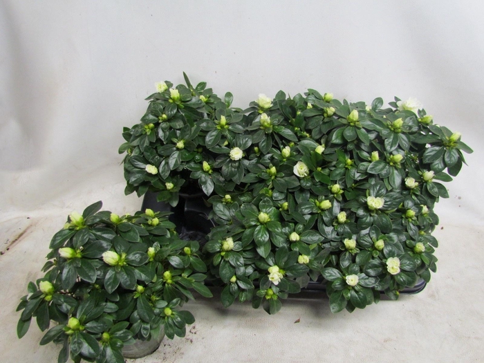 <h4>RHODO SI AIKO WHITE</h4>