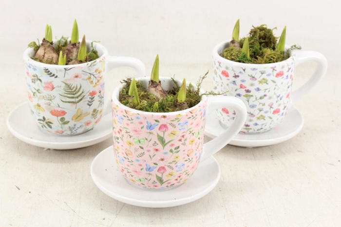 <h4>arr4 Muscari RN - Floral Faye Cups</h4>