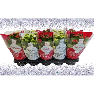 Kalan Gev Rood & Wit 2kl Hoes X-mas + Glitter