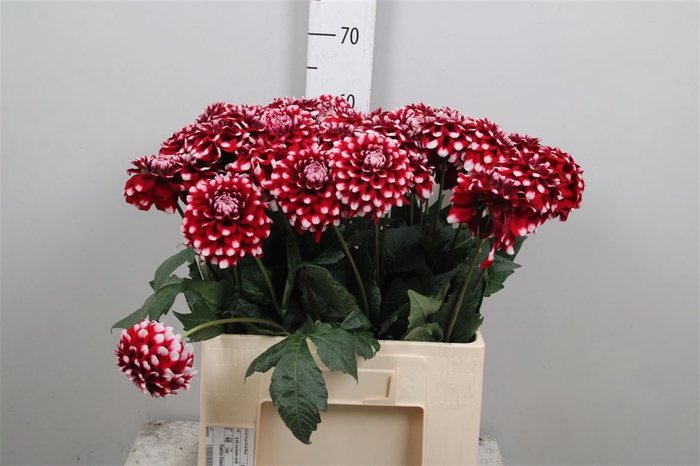 <h4>Dahl Checkers</h4>