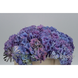 Hydrangea cassanova