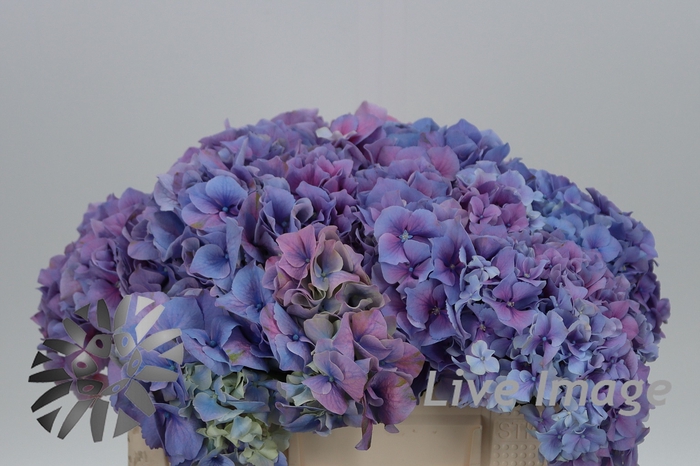 <h4>Hydrangea cassanova</h4>