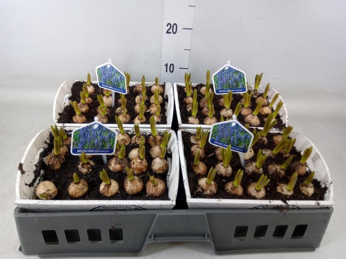 <h4>Arr. Muscari L%</h4>