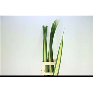 Pandanus Variegatum