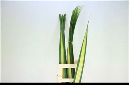 <h4>Pandanus Variegatum</h4>