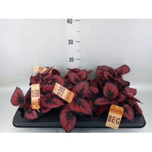 Begonia BD 'MagicColours Red Kiss'